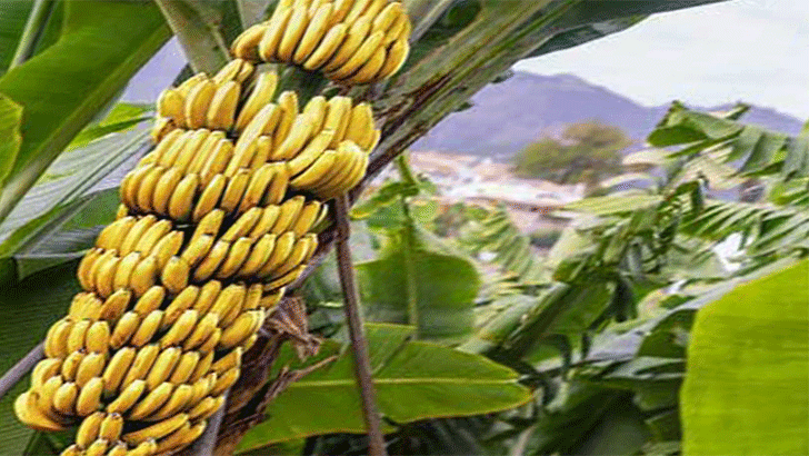 польза бананов для женщин
