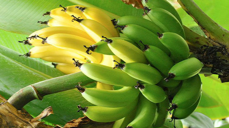 польза бананов для организма